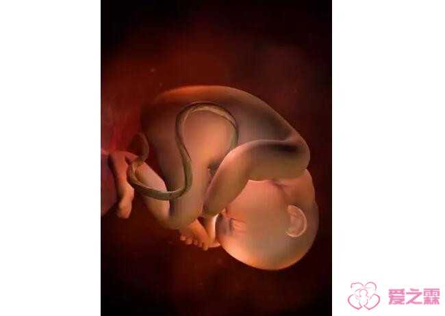 供卵试管的供卵试管网，怀孕九个月胎儿图_怀孕九个月注意事项 