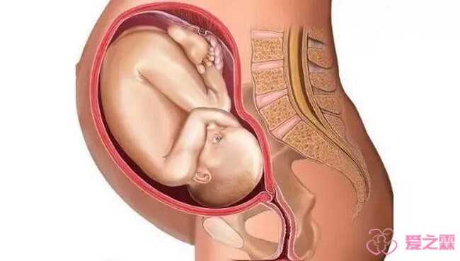 供卵试管的供卵试管网，怀孕九个月胎儿图_怀孕九个月注意事项 