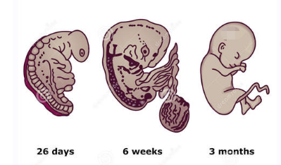 怀孕一个多月胎儿是什么样？六点注意事项，刚怀孕的准妈妈了解
