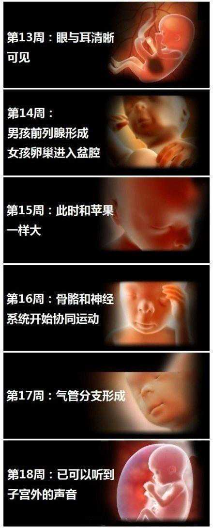 十月怀胎这么神奇！9张图清晰反应胎儿1-40周发育全过程